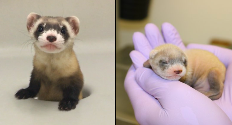 Meet Elizabeth Ann: The World’s First Cloned Black-footed Ferret