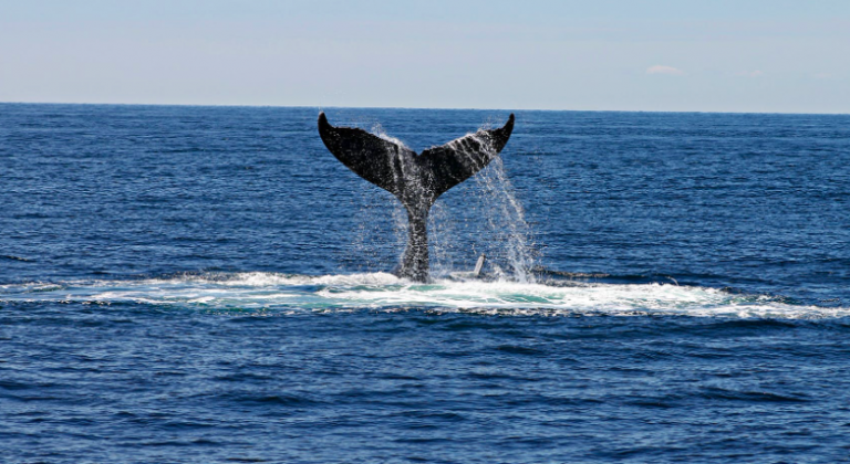 Scientists Use Whale Songs to Reveal Sea Floor’s Hidden Features