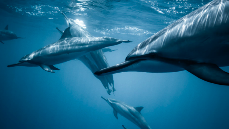Drones fly to protect rare New Zealand dolphins