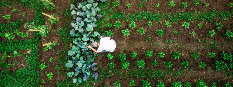 AI-powered gardening app GardenMate wins 5th annual Call for Code